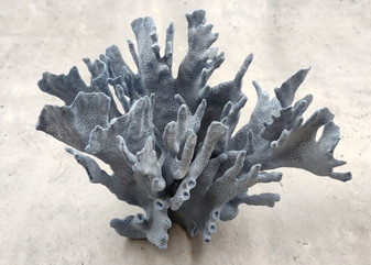 Natural Blue Ridge Coral Cluster (1 coral approx. 6.5-7.5+ inches) Real Blue Heliopora Coerulea Coral for coastal home accent or display!