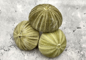 Green Sea Urchins - Salmacis Sphaeroides - (3 urchins approx. 2 inches) Three textured olive green Sea Urchins. Copyright 2022 SeaShellSupply.com