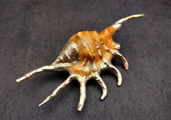 Silver-Plated Oranger Spider Seashell - Lambis Crotata - (1 Shell approx. 4+ inches) One orange and white spider conch with silver plated decoration. Copyright 2024 SeaShellSupply.com