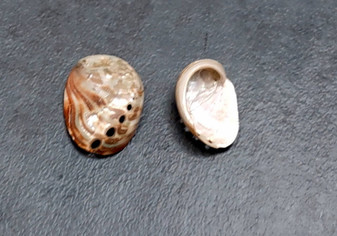 Polished Red Abalone Seashell Haliotis Rufescens (2 shells approx. 1.5+ inches) Polished sea shell amazing for arts & crafts or décor! Brown ombre polished shells. Copy right 2024 SeaShellSupply.com