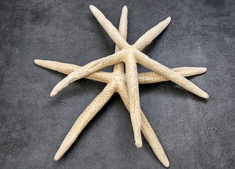 Finger Starfish Cream Linckia Laevigata (2 stars approx. 10-11+ inches) Perfect shells for coastal crafting décor & collections! Long tan textured starfish, perfect for crafting. Copyright 2024 SeaShellSupply.com
