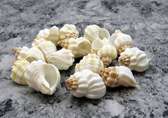 Nutmeg Snail Seashells Cancellara Undulata (15 shells approx. 1+ inches) Adorable shells for any coastal collection or display! Brown and tan ombre pastel shells. Copy right 2024 SeaShellSupply.com