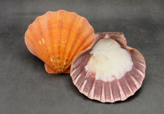 Orange Lion's Paw Scallop - Pecten Subnodosus - (2 scallops approx. 4-6 inches) - B GRADE. Bright orange on scallop on dark background. Copyright 2022 SeaShellSupply.com.