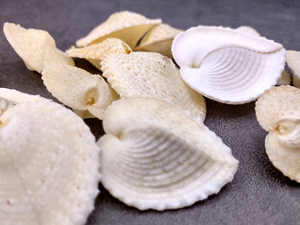 Heart Cockle \'True Heart\' Seashells - Corculum Cardissa - (5 shells approx. 1-2 inches). Multiple white heart shaped ribbed shells.