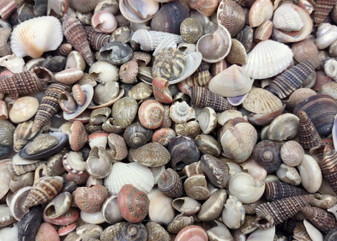 Tiny Seashell Assorted Ocean Mix For Crafts (approx. 1 cup +/-750 shells 0.25+ inches) Tiny Bulk Mixed Shells for coastal arts & crafts!