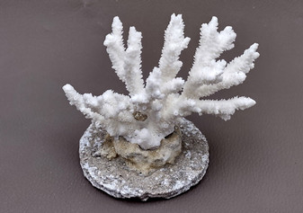 Farmed White Table Coral - (1 table coral approx. 3-4 inches) - Earth friendly, display ready, sustainably grown & sourced! On light background.  Copyright 2022 SeaShellSupply.com.