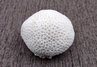Farm Grown White Brain Coral (1 coral approx. 2+ inches) Earth friendly, display ready, sustainably grown & sourced! Textured round coral, white.  Copy right 2024 SeaShellSupply.com\n