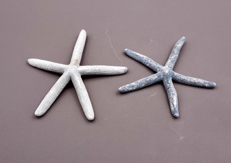 Blue Gray Finger Starfish Linckia Laevigata (2 starfish approx. 5+ inches) Blue seastars ideal for ocean display crafts art or collecting! Coastal textured beautiful starfish. Copy right 2024 SeaShellSupply.com
