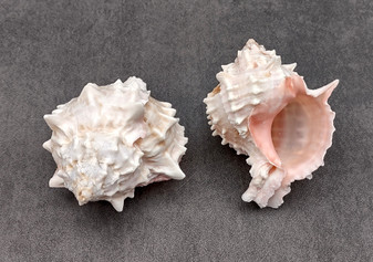 Pink Murex Shell Murex Erythrostomus (2 shells approx. 3+ inches) BL-178 Copyright 2022 SeaShellSupply.com.