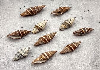 Assorted Miter Seashells Brown Striped (approx. 10+ shells 1.25+ inches) Quality natural sea shells for art crafts & collecting! SeaShellSupply.com