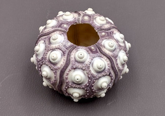 XXL Purple Sea Sputnik Sea Urchin Phyllacanthus Parvispinus (1 urchin approx. 3+ inches) Quality natural sea shells for crafts & collecting! Coastal textured beautiful purple and white sea urchin. Copy right 2024 SeaShellSupply.com\n