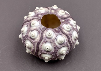XXL Purple Sea Sputnik Sea Urchin Phyllacanthus Parvispinus (1 urchin approx. 3+ inches) Quality natural sea shells for crafts & collecting! Coastal textured beautiful purple and white sea urchin. Copy right 2024 SeaShellSupply.com
