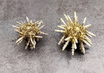 Green Sputnik Sea Urchin with Spines Plococidaris Verticillata (2 urchins approx. 1.5+ inches) Green Urchin Shell for display & collecting! (TE-228) Copyright 2024 SeaShellSupply.com