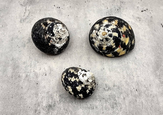 West Indian Top Shell or Magpie Seashells Striped Cittarium Pica (3 shells approx. 1.25+ inch) - B Grade SS-037 Copyright 2024 SeaShellSupply.com.