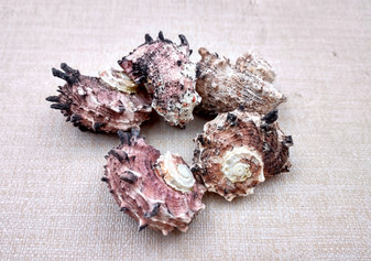 Pink Dolphin Shells Angaria Delphinus Pink Spiral Seashells (5 shells approx. 1+ inches) SS-037 copyright 2024 SeaShellSupply.com