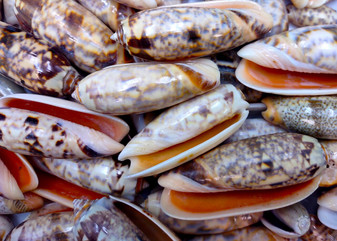 Light Olive Shell Assortment (Half cup approx. 20+ shells 1-2 inches). An assortment of approximately 20 light olive, brown and white shells. Copyright 2025 SeaShellSupply.com