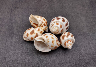 Areola Babylon Seashells Babylonia Areolata (5 shells approx. 1.5 inches). Five speckle patterned conical shells. White with orange brown spots. Copyright 2024 SeaShellSupply.com