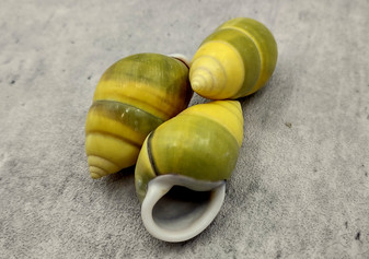 Yellow Land Snail Shells Amphidromus Sowerbyi (3 shells approx. 1.5+ inches). Three yellow and green spiral striped snail shells with white opening. Copyright 2022 SeaShellSupply.com.