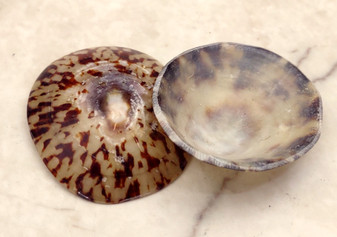 Oval Limpet Shell Pairs (2 shells) - (1.5-2 inches). One pair of brown and off-white dappled oval shells. Copyright 2024 SeaShellSupply.com.
