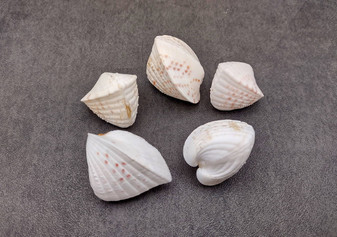 White Spotted Heart Seashells Cardium Fragum Heart (5 shells approx 1.5+ inches). Set of five white and off-white dappled heart shaped shells. Copyright 2024 SeaShellSupply.com.