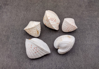 White Spotted Heart Seashells Cardium Fragum Heart (5 shells approx 1.5+ inches). Set of five white and off-white dappled heart shaped shells. Copyright 2024 SeaShellSupply.com.