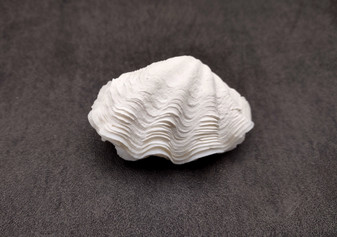 Image of  a Small Derasa Clam Seashell Tridacna Derasa. 1 pair of white crenelated clam shells approx. 2-3 inches. Copyright 2024 Seashellsupply.com.