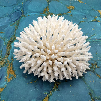 White Table Coral Large Cluster Acropora Latistella (1 coral approx. 9-10+ inches) Delicate White Table Coral for coastal display & decor!
