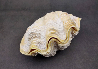 Coco Clam Seashells (20 shells approx. 1.5+ inches) Clam shell
