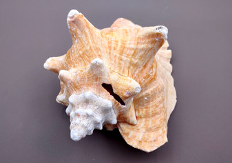 Photo of Queen Pink Conch Seashell Slit Back Strobus Gigas (1 shell approx. 7+ inches). Copyright 2024 SeashellSupply.com