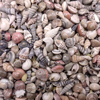 Extra Tiny Seashell Assorted Ocean Mix (approx. 1 kilogram shells 0.25+ inches) Very Small Shell Assortment for ocean art crafts & decor! Copyright 2026 SeaShellSupply.com.