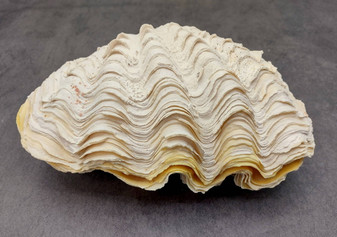 Photo of a Derasa Clam Seashell Tridacna Derasa (1 shell approx. 7+ inches) copyright 2024 SeashellSupply.com