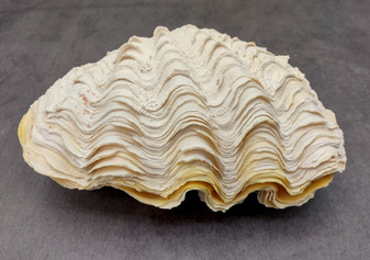 Large Derasa Clam Seashell White Tridacna Derasa (1 shell approx. 7+ inches) Big Derasa Clam Shells for art projects crafts & display!