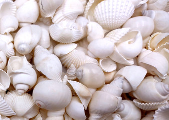 Small White Assorted Seashell Mix (approx. 1 kilogram shells 0.50+ inches) Bulk Small White Shell Assortment for arts crafts & jewelry! Copyright 2025 SeaShellSupply.com.