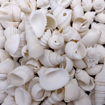 Small White Assorted Seashell Mix (approx. 1 cup +/-125 assorted shells 0.50+ inches) White Shell Assortment for ocean arts & crafts!