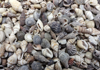 Extra Tiny Seashell Assorted Ocean Mix For Crafts (approx. 1 cup of shells 0.25+ inches) Best quality for ocean decor arts crafts & collecting! Copyright 2025 SeaShellSupply.com.