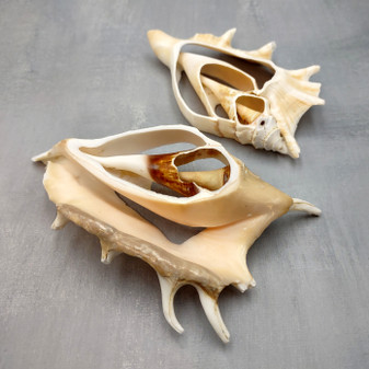 Center Cut Spider Conch Tan Seashells Lambis Lambis (2 shells approx. 4+ inches) B GRADE Cut Conch Shells for crafts display & collecting! Copyright 2026 SeaShellSupply.com.