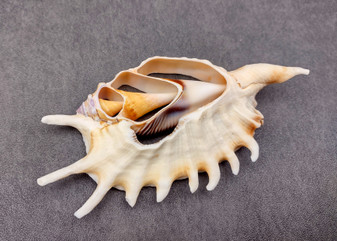 Center Cut Spider Conch Seashell Lambis (1 shell approx. 4+ inches) Natural shell great for crafting display and collecting! Copyright 2024 SeashellSupply.com