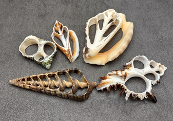 Large Assorted Center Cut Seashells (5 shells approx. 1.5-3 inches). Multiple sheets of shell with the inner cavities intact. Copyright 2022 SeaShellSupply.com.