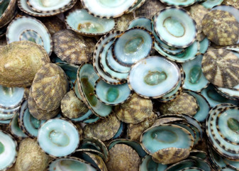 Green Limpet Seashells Sutorria Mesoleuca (1 cup approx. 240+ shells 0.5+ inches) Copyright 2025 SeaShellSupply.com
