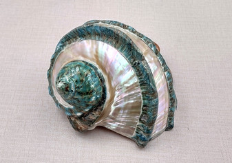 Giant Banded Turbo Shell Turbo Marmoratus (1 shell approx. 7+ inches) Perfect shells for coastal decor, & collections! Spiral green ombre shell with lining around the spiral and down on the edges. Copyright 2025 SeaShellSupply.com