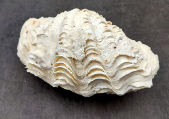 Photo of Derasa Clam Seashell Tridacna Derasa shell pair. Copyright 2024 SeashellSupply.com