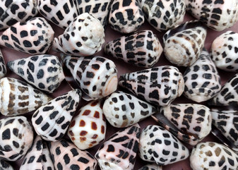 Extra Small Hebrew Cone Seashells Conus Ebraeus (5 shells approx. 0.25+ inches) XS Hebrew Cone shell for arts crafts jewelry & clothing!