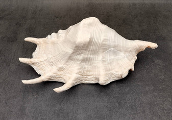 Giant Spider Conch Seashell XL Lambis Truncata (1 shell approx. 10+ inches) B GRADE Great Value For Decor, Arts, Crafts & Collecting! Tan spiral Conch shell with a wider opening and spikes. Copy right 2025 SeaShellSupply.com