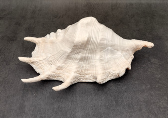 Giant Spider Conch Seashell XL Lambis Truncata (1 shell approx. 10+ inches) B GRADE Great Value For Decor, Arts, Crafts & Collecting! Tan spiral Conch shell with a wider opening and spikes. Copy right 2025 SeaShellSupply.com