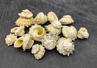 Green Yellow Astraea Star Seashells Astraea Calcar (15 shells approx. 0.5+ inches) Small spiral shells. Copyright 2024 SeashellSupply.com