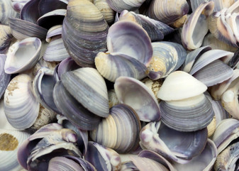 Purple Violet Clam Seashell Halves Macta Violacea (approx. HALF cup +/-50 shells 0.75+ inches) Purple Clam shells for collecting & crafting!