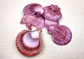 Noble Scallop Seashell Pairs Pecten Nobilis (3 shell pairs approx. 2.5+ inches) Perfect shells for coastal crafting décor & collections! Copyright 2024 SeashellSupply.com