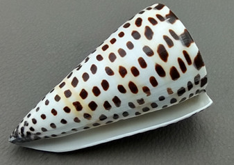 Lettered/Alphabet Cone Seashell - Conus Litteratus - (1 shell approx. 3-4 inches). one multi row and spotted shell. Copyright 2022 SeaShellSupply.com.