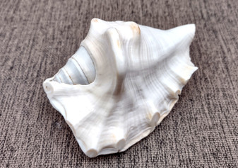 Spider Conch Seashell Trimmed Lambis Lambis (1 shell approx. 4+ inches) B GRADE Spider Conch Shell for crafting display & decor!
