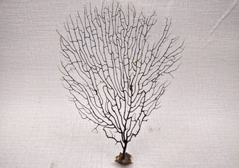 Black Sea Fan Corals Dried Gorgonia Ventalina (1 fan approx. 10-11+ inches) Natural sea fan coral branches for arts crafts & home decor!